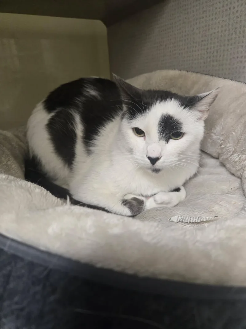 Lavender Lemon thumbnail 3