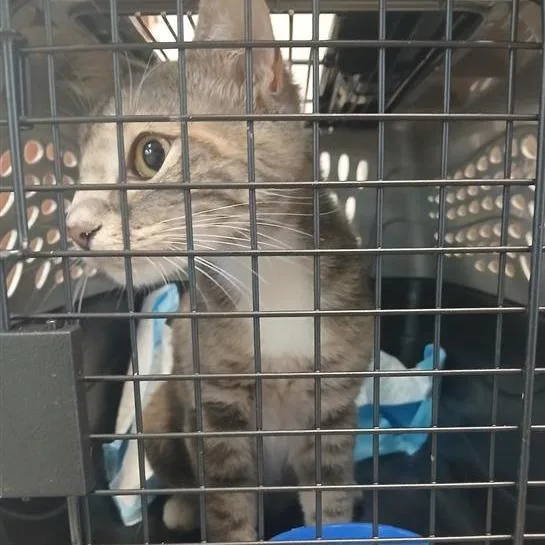 A young medium-sized female Brown / Chocolate Domestic Short Hair cat named Eve for adoption in New York, NY