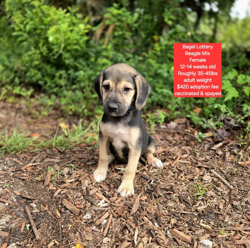 A baby medium-sized female Beagle dog named Bagel Lottery for adoption in Oviedo, FL