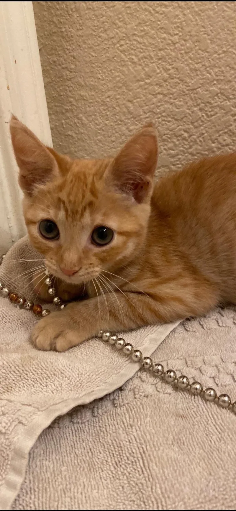 A young medium-sized female Orange / Red Domestic Short Hair cat named Queso for adoption in Scottsdale, AZ