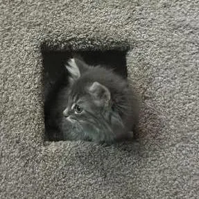 A baby small-sized female Gray / Blue / Silver Domestic Long Hair cat named River for adoption in Springfield, MA