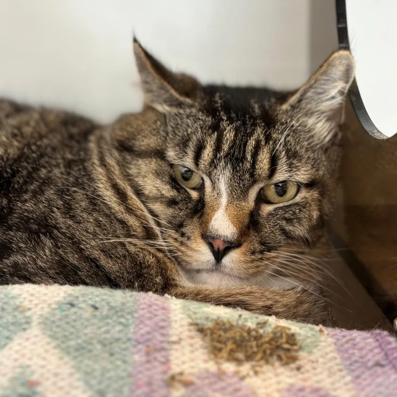 An adult large-sized male Brown / Chocolate Domestic Short Hair cat named Big Tom for adoption in Park City, UT