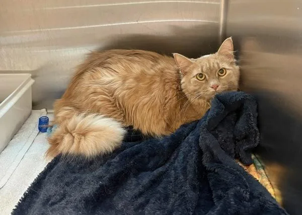 A young large-sized female Domestic Long Hair cat named Nala for adoption in Stratham, NH