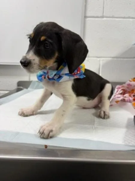 A baby small-sized male Terrier dog named Bram for adoption in Morristown, TN