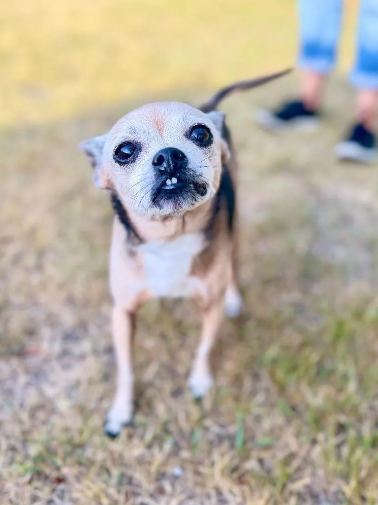 Trudy