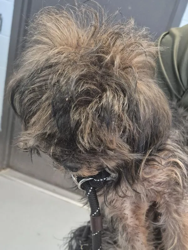 A young small-sized female Yorkshire Terrier dog named Surgery Suite for adoption in Lawrenceville, GA