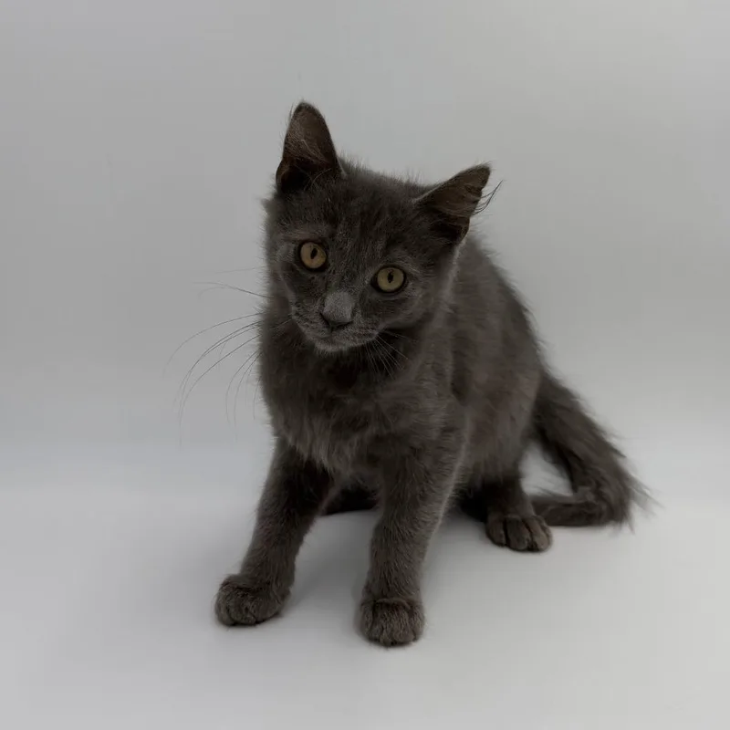 A baby medium-sized male Domestic Medium Hair cat named Private for adoption in State College, PA