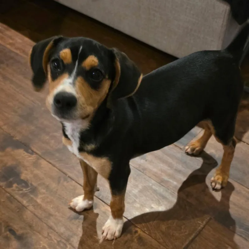 A baby medium-sized female Black Mixed Breed dog named Thrifty for adoption in Brownsboro, AL
