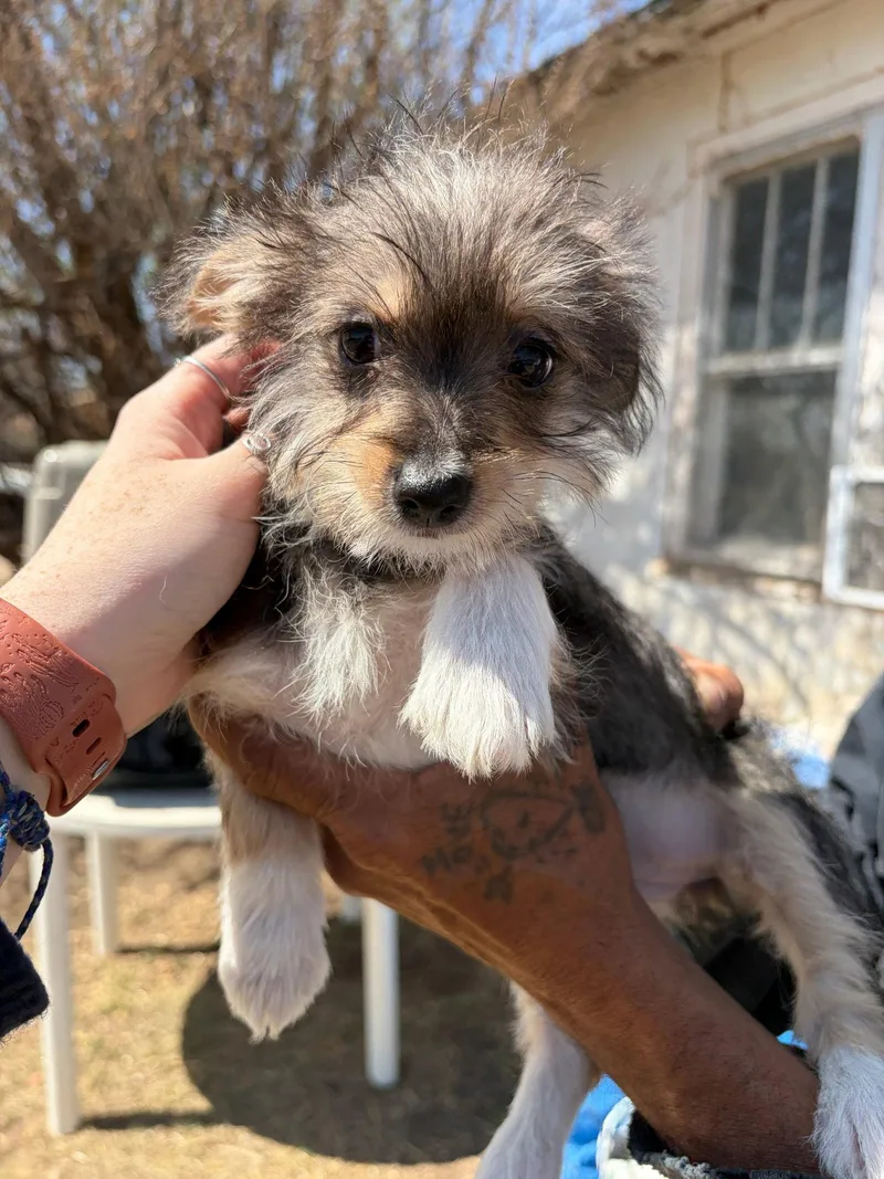 Miss Piggy thumbnail 2