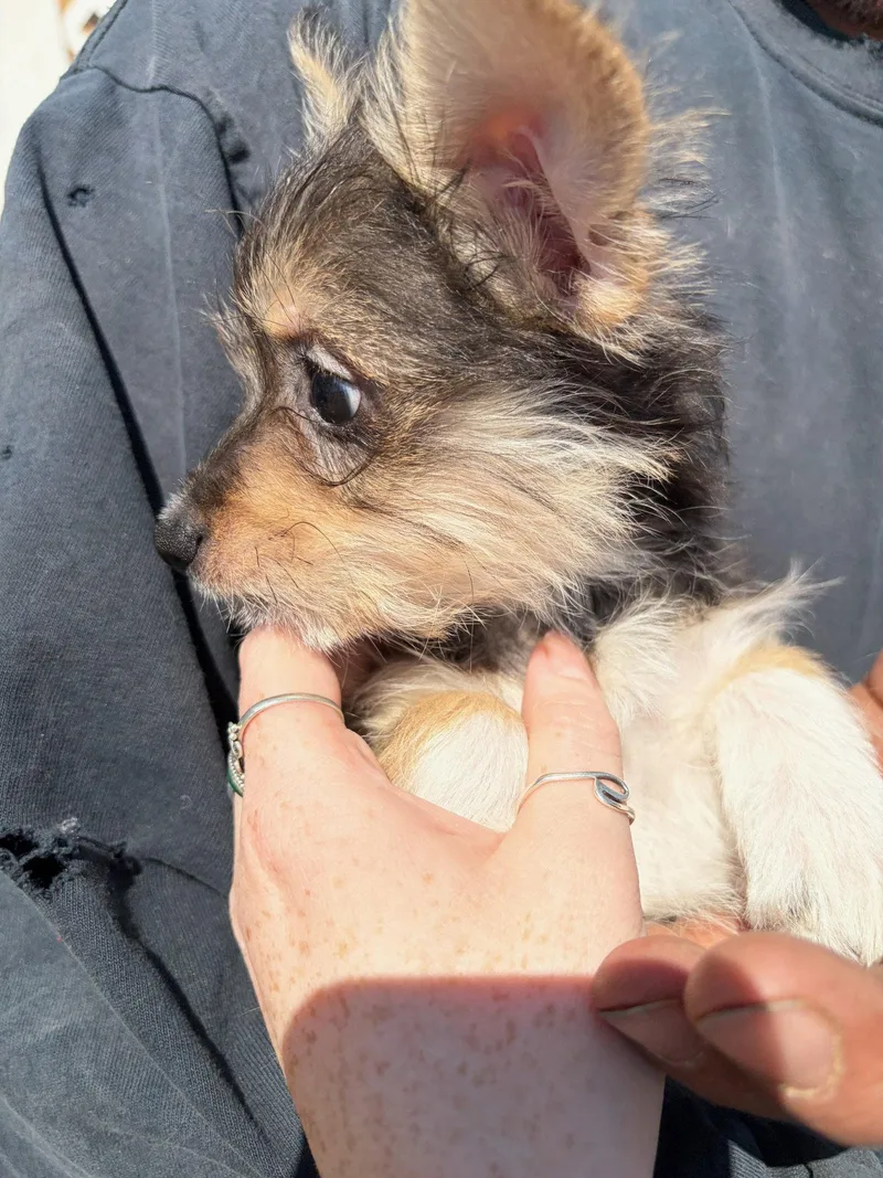 Miss Piggy thumbnail 3