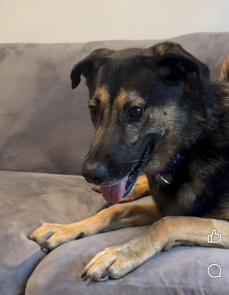 An adult medium-sized male Shepherd dog named Jake for adoption in Norfolk, MA