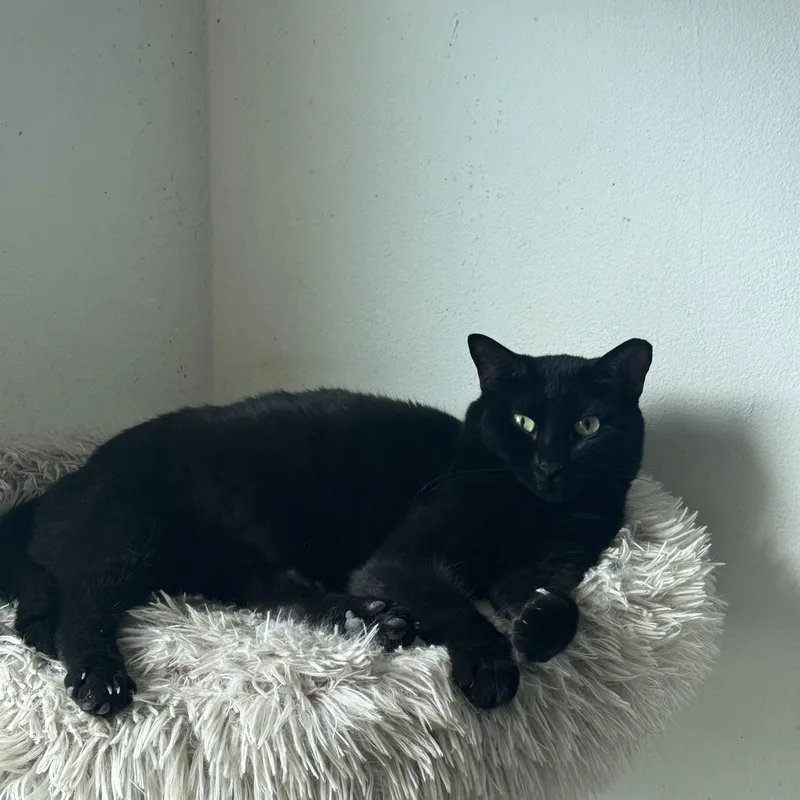An adult large-sized female Black Domestic Medium Hair cat named Flow for adoption in San Juan, PR