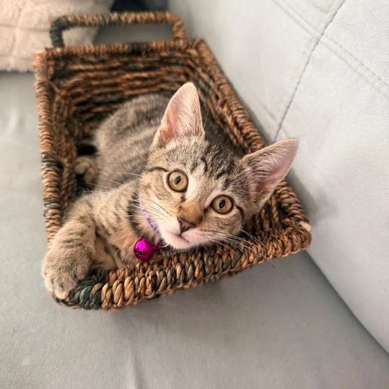 Sprinkles thumbnail 4