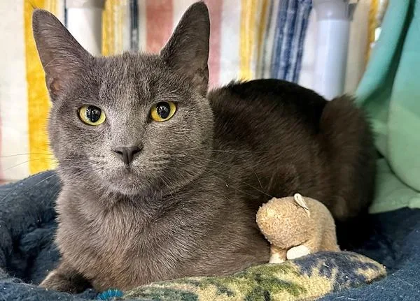 A young small-sized male Domestic Short Hair cat named Leo for adoption in Sherwood, OR