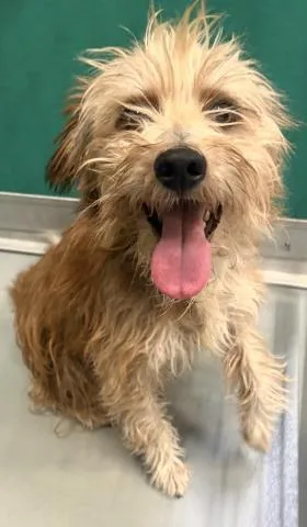 A young medium-sized male Cairn Terrier dog named A for adoption in Visalia, CA