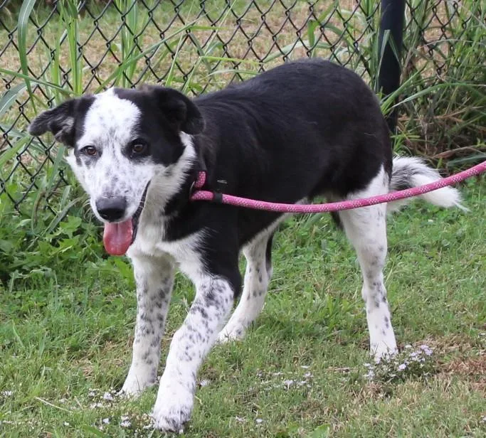 A young medium-sized female Black Border Collie dog named Dixie for adoption in Claremore, OK