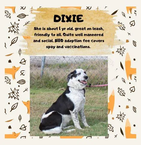 Dixie thumbnail 2