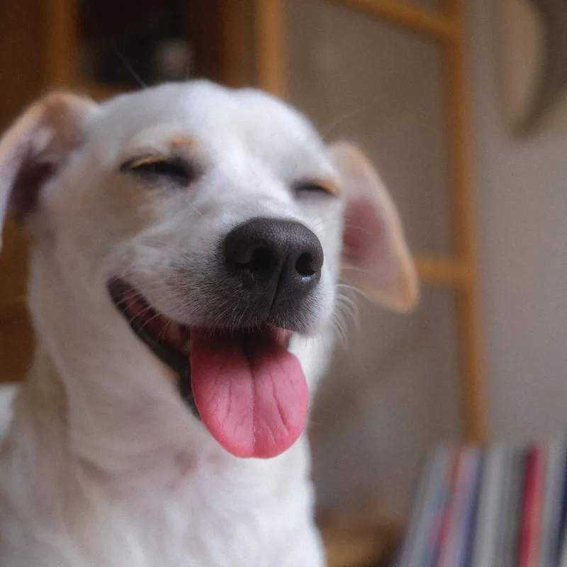 A young small-sized female White / Cream Chihuahua dog named Iris for adoption in Playa Vista, CA