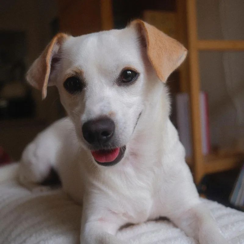 Iris thumbnail 2