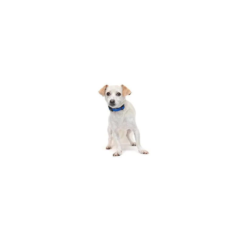 Iris thumbnail 4