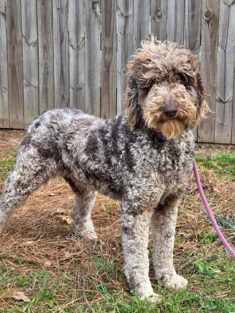 A young medium-sized male Brindle Poodle dog named Nemo for adoption in Eatontown, NJ