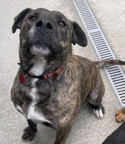 An adult large-sized female Brindle Mixed Breed dog named Brandy for adoption in Stanwood, WA