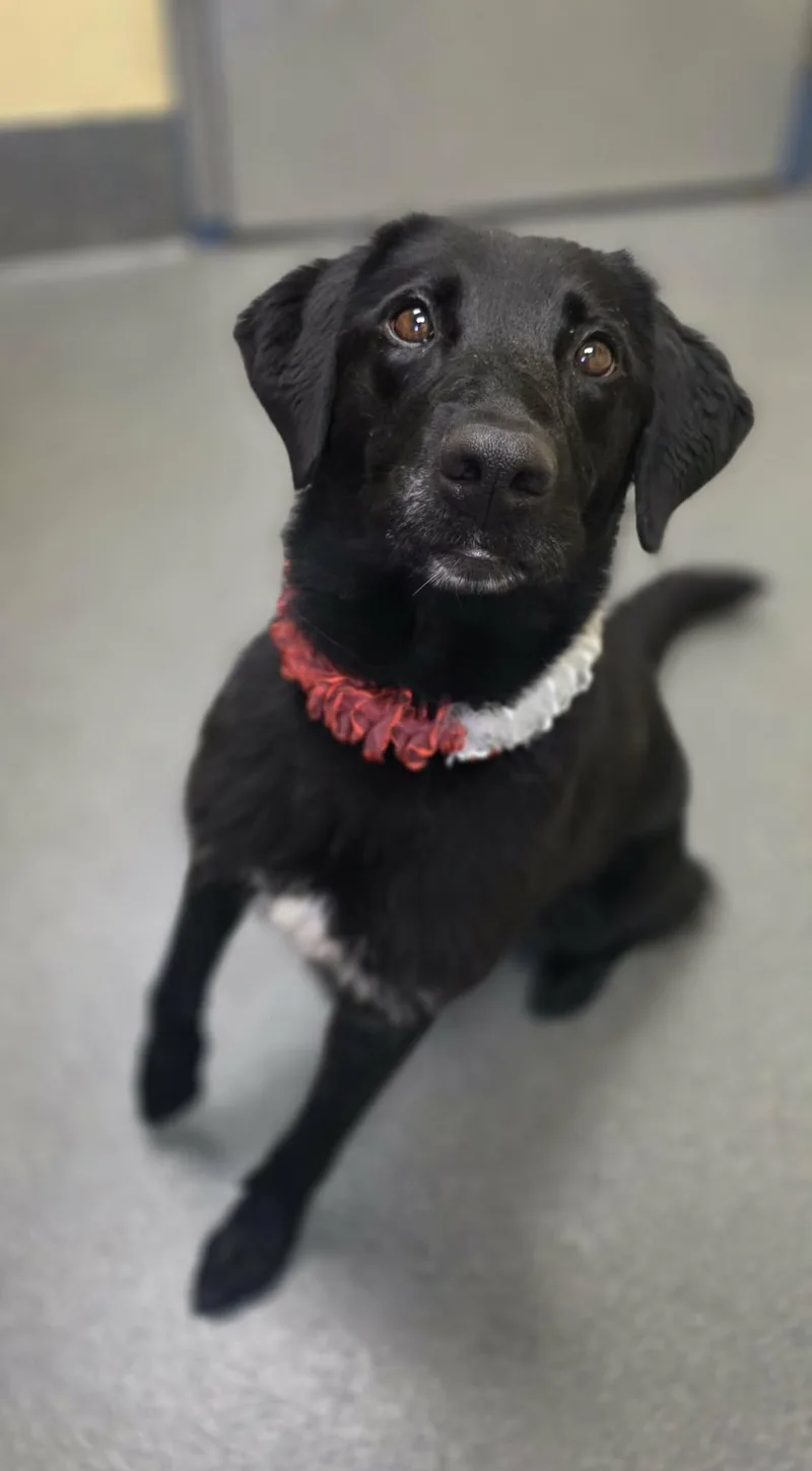 Athena