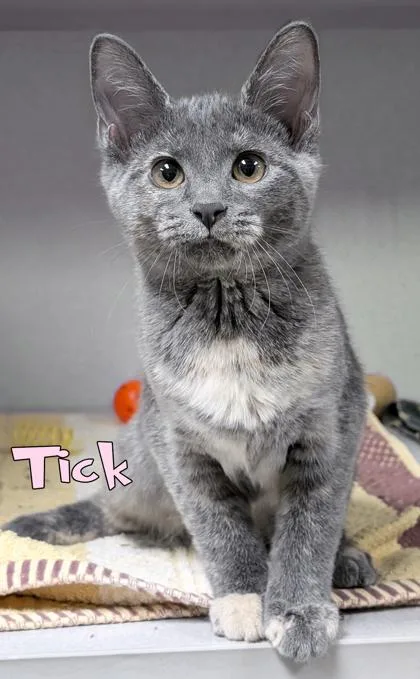A baby small-sized female Domestic Short Hair cat named Tick for adoption in Mason, MI