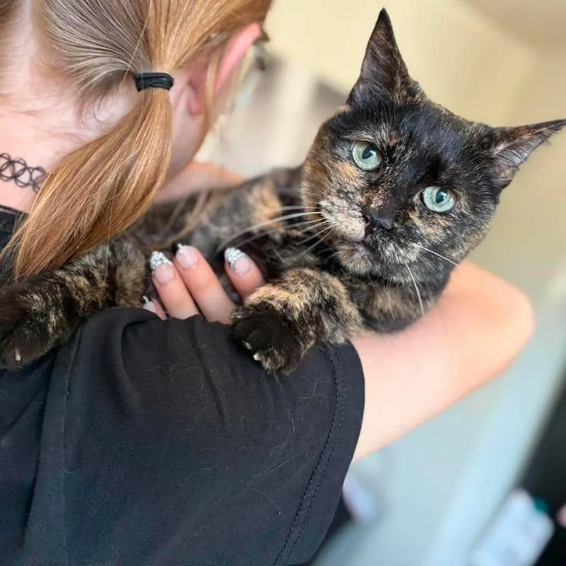 A senior medium-sized female Tortoiseshell Domestic Short Hair cat named Cassandra for adoption in Ramona, CA