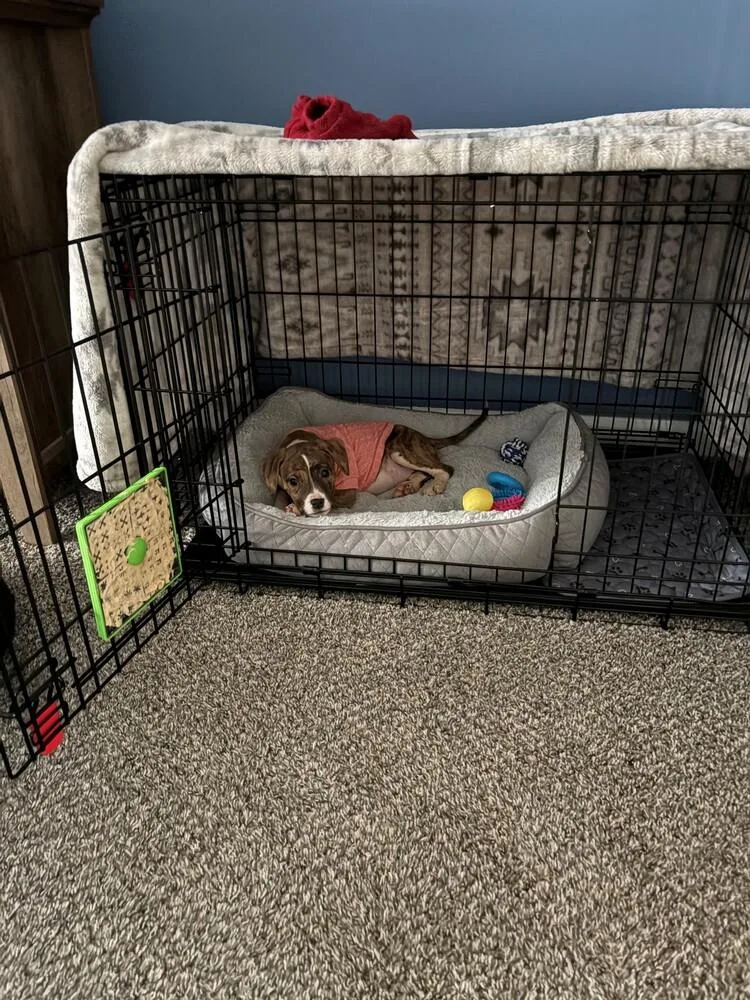 A baby medium-sized female Tricolor (Brown, Black, & White) Mixed Breed dog named Phoebe for adoption in Clinton Township, MI