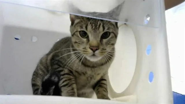 A young medium-sized male Domestic Short Hair cat named Choppa for adoption in Albuquerque, NM