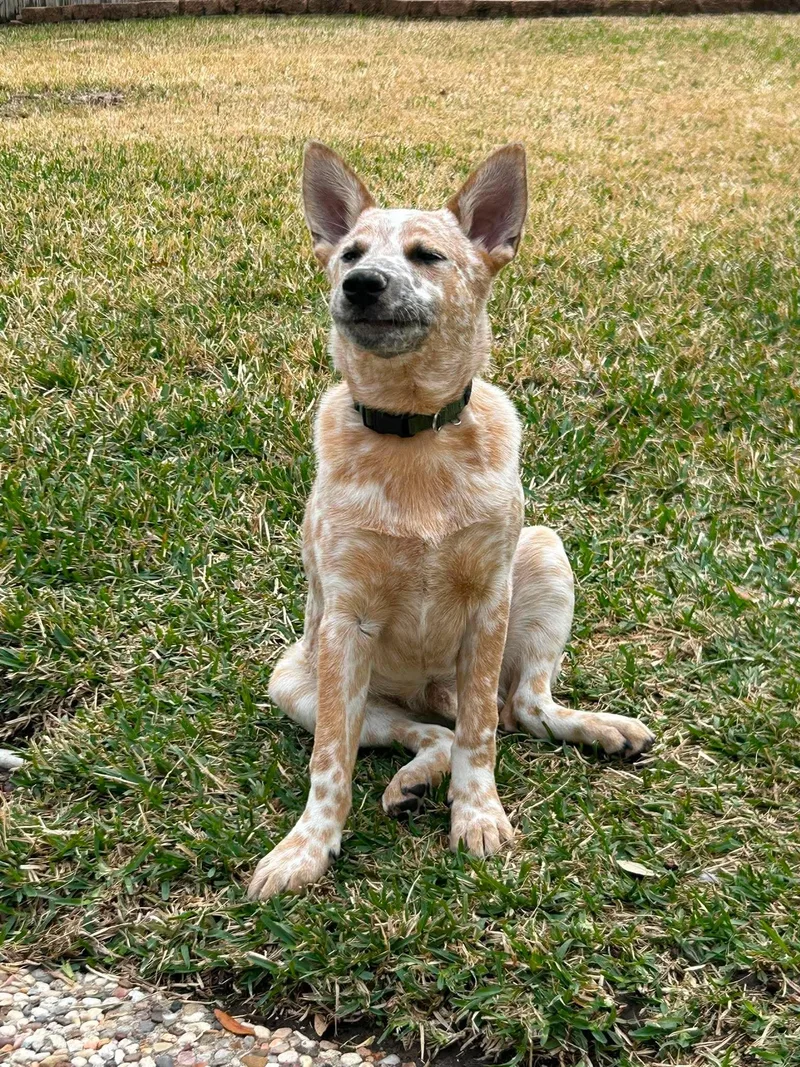 A young medium-sized male Australian Cattle Dog / Blue Heeler dog named Russel for adoption in Houston, TX