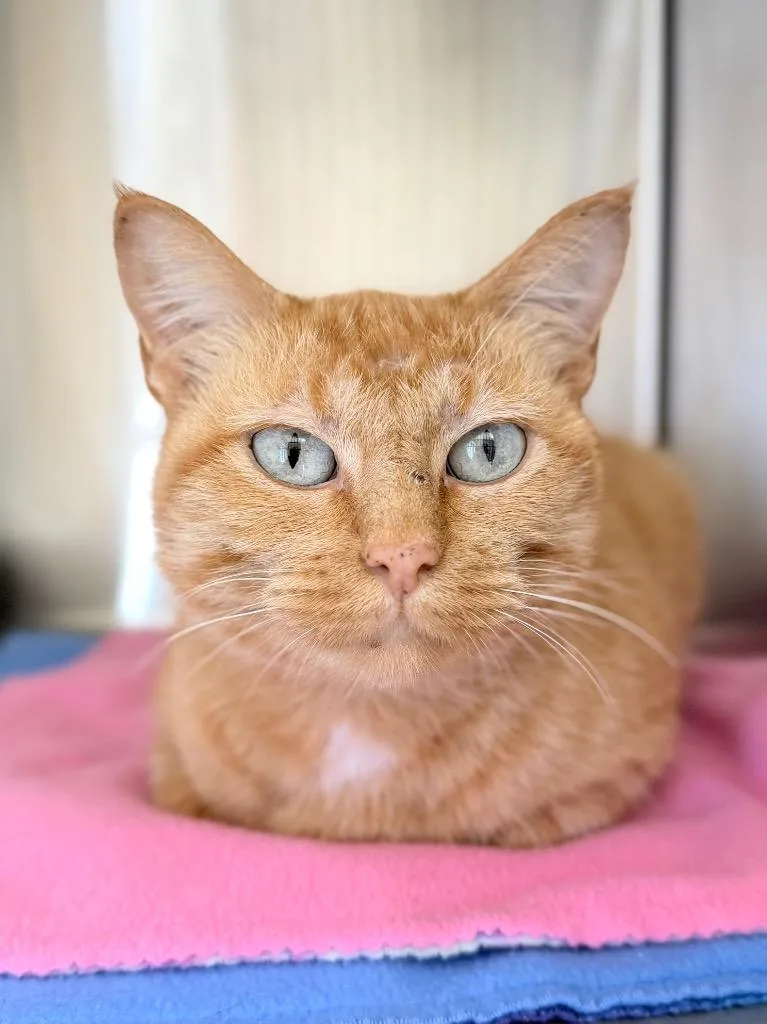 An adult medium-sized female Domestic Short Hair cat named Herz for adoption in Menomonie, WI