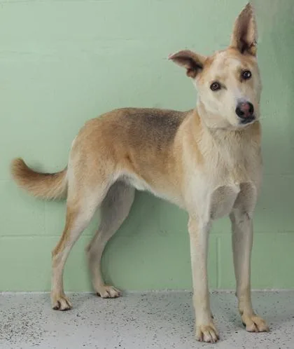 An adult large-sized male Husky dog named Captain for adoption in Rapid City, SD