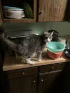 An adult small-sized male American Shorthair cat named J.t. for adoption in West Chester, PA