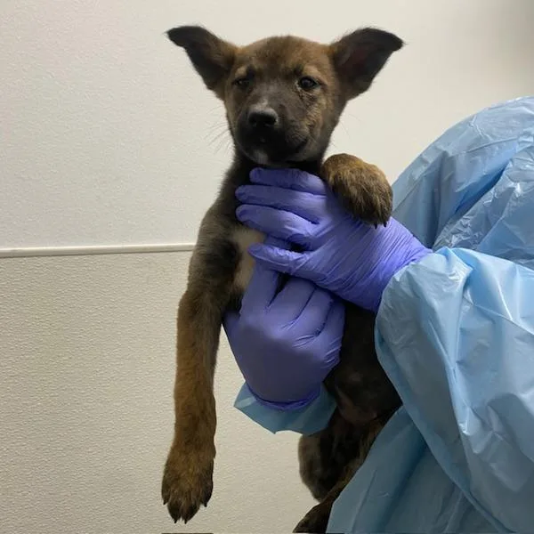 A baby medium-sized female Shepherd dog named Foxx for adoption in San Diego, CA