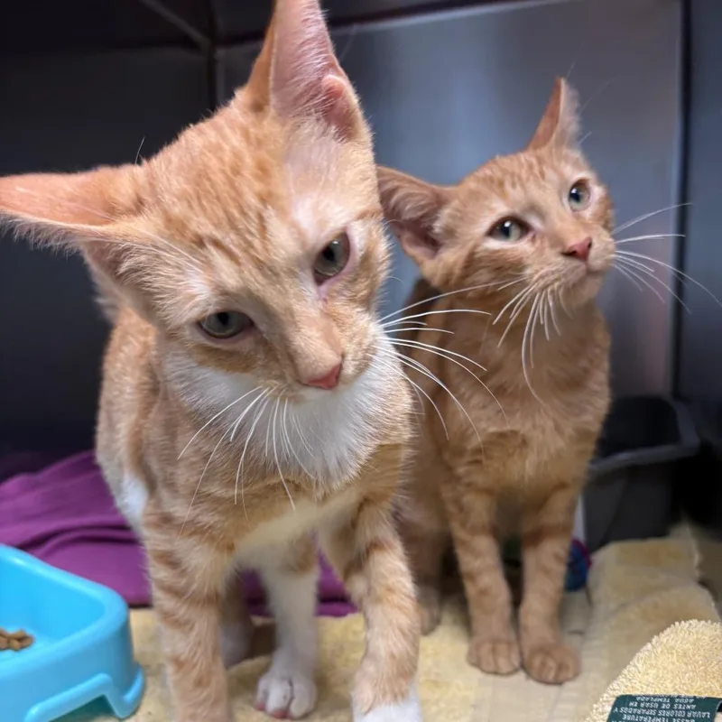 A baby small-sized male Orange / Red Domestic Short Hair cat named Tango for adoption in East Hanover, NJ