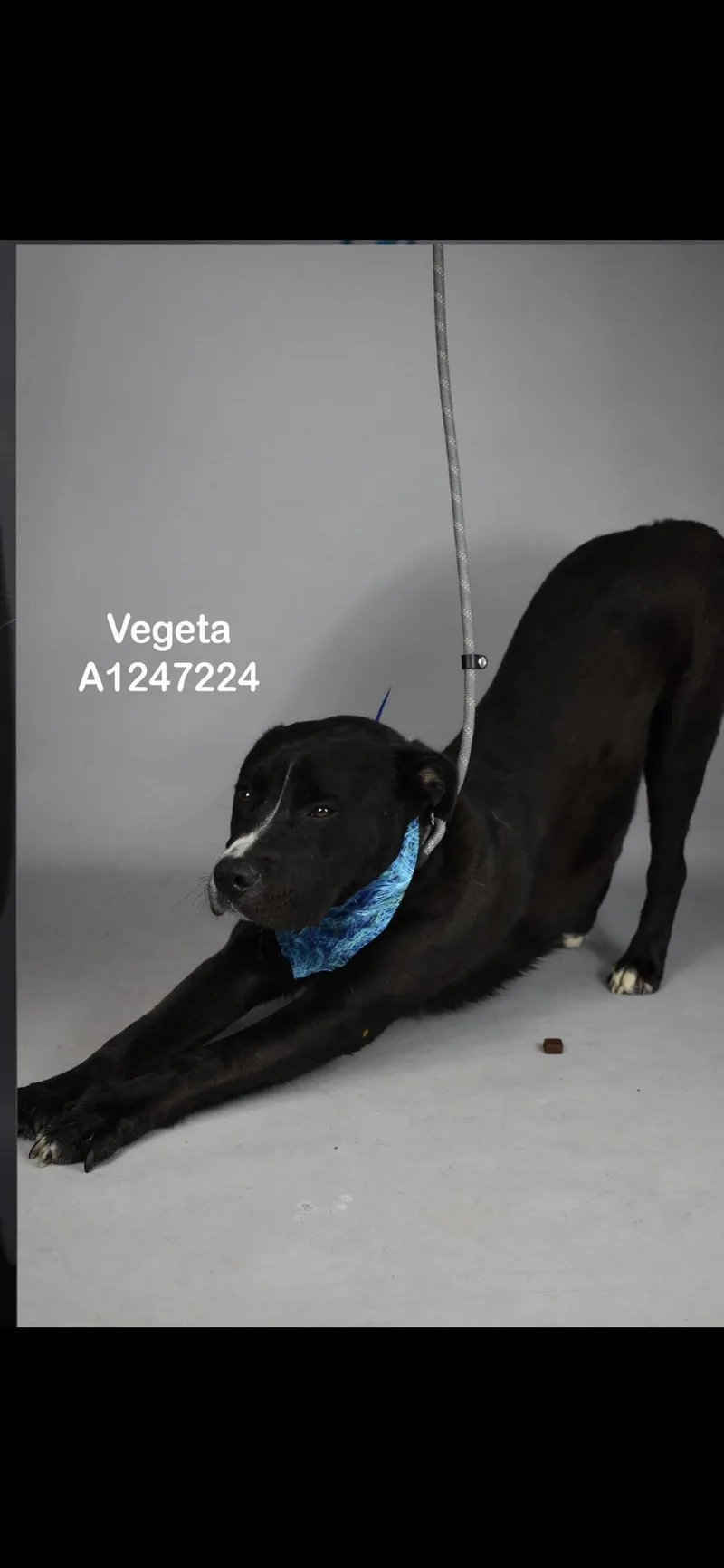 A young medium-sized male Black Terrier dog named Veggie for adoption in Hamden, CT