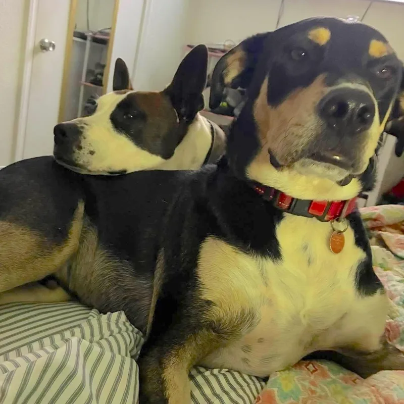 An adult large-sized male Hound dog named Rico for adoption in Corpus Christi, TX