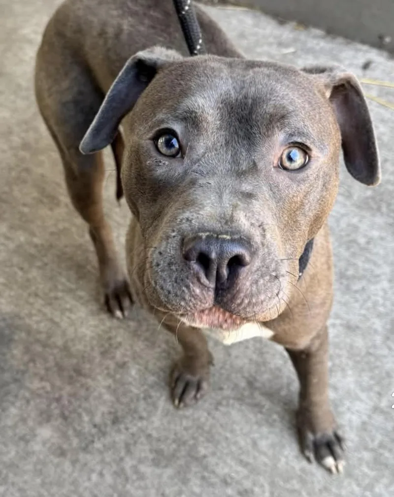 An adult medium-sized female Gray / Blue / Silver Pit Bull Terrier dog named Carlita for adoption in Chicago, IL