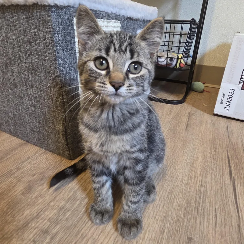 A baby medium-sized female Tabby (Buff / Tan / Fawn) Domestic Short Hair cat named Robin for adoption in Manistique, MI