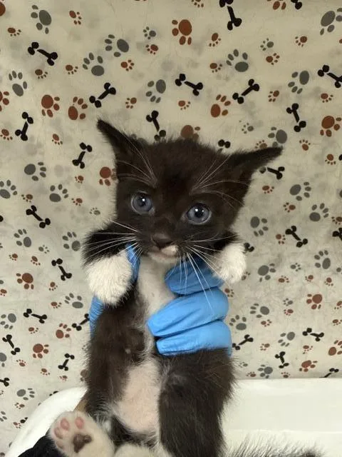 A baby small-sized male Domestic Short Hair cat named Xavier for adoption in Riverside, CA
