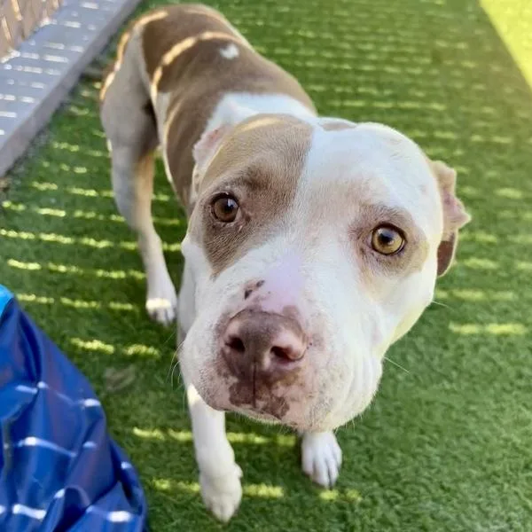 An adult medium-sized female Pit Bull Terrier dog named Daisy for adoption in San Diego, CA