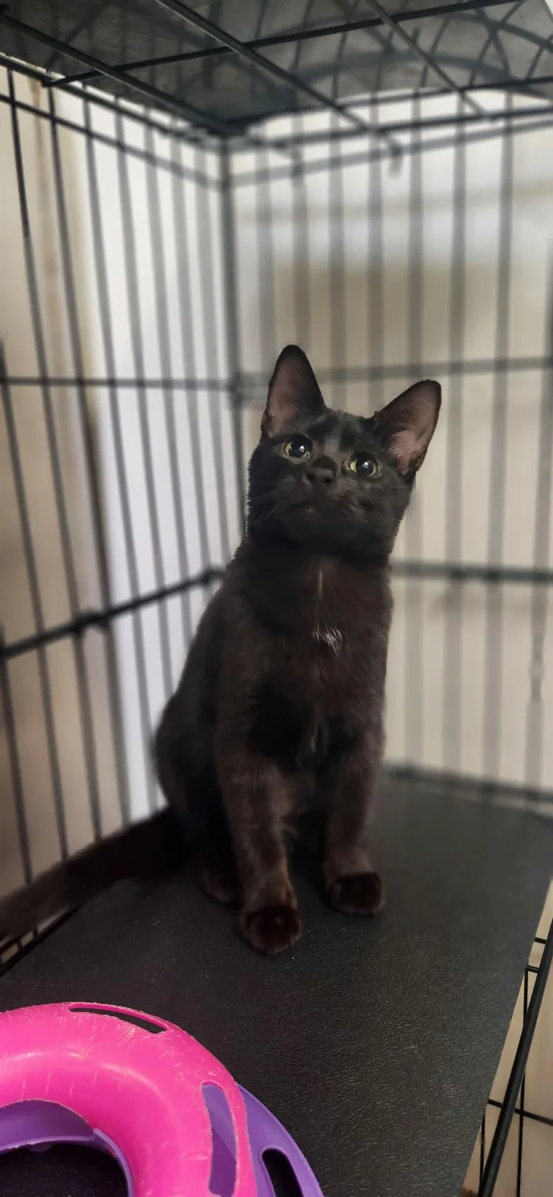 A baby medium-sized female Black Domestic Short Hair cat named Ekans for adoption in Chambersburg, PA