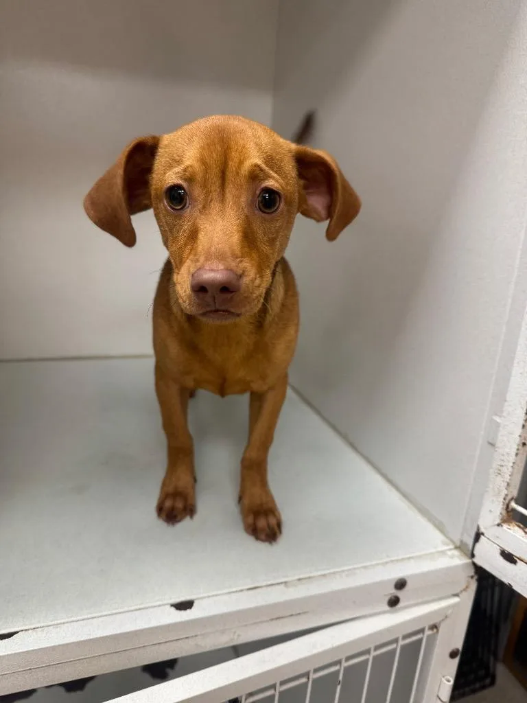 A baby medium-sized male Terrier dog named Cookie for adoption in Sorrento, LA