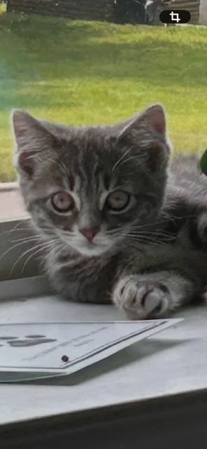 A baby medium-sized female Tabby (Gray / Blue / Silver) Tabby cat named Tabitha & Honeybear for adoption in Churchville, PA