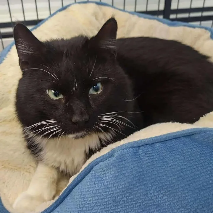 An adult medium-sized male Black & White / Tuxedo Domestic Short Hair cat named Rhombus for adoption in Winthrop, ME