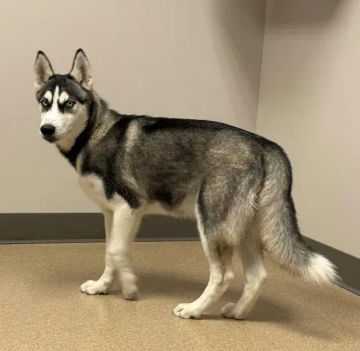 A baby medium-sized male Black Husky dog named Badger for adoption in Manvel, TX
