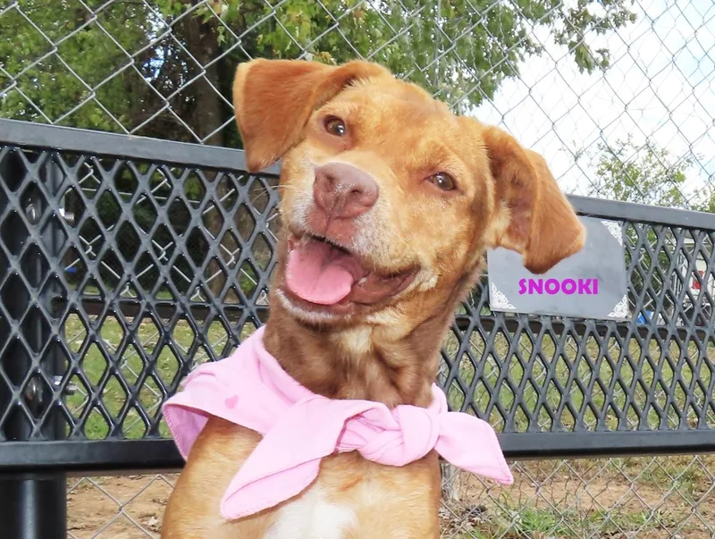 A young medium-sized female Beagle dog named Snooki C for adoption in Rogers, AR