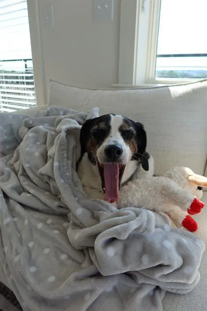 An adult large-sized male Beagle dog named Bert for adoption in Charlotte, NC